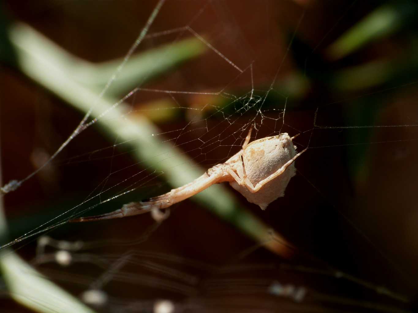 Una carrellata di Uloborus walkenaerius - Palau (OT)